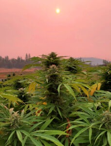 Cannabis Field Oregon